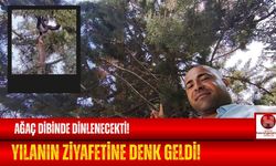 Dinlenmek İstedi, Yılan Ziyafetine Denk Geldi!