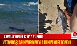 Sahile Vuran Yunus, Vatandaşların Çabasıyla Denize Kavuştu!