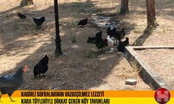 Kadirli’nin meşhur kara köy tavukları Sofraların vazgeçilmezi