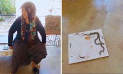 Osmaniye’de yılan paniği: Yaşlı kadının feryadı sosyal medyada yayıldı