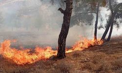Hatay’da Orman Yangını korkuttu!