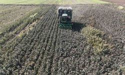 Beyaz Altın Hatay'da Kuraklığa Yenildi