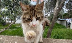 Osmaniye’de Barınaktan Hayvan Sahiplenme Şartları Neler?