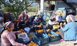 Kozan’ın Minnetli köyünde hurma sezonu başladı: Mahalle açık hava fabrikasına döndü