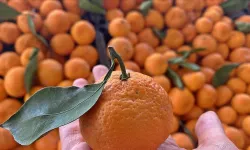 Samandağ’da Üreticilerden Dikkat Çeken Eylem, Ücretsiz Mandalina Dağıtılacak