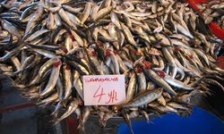 Sardalyanın mucizevi faydaları: Çok şaşıracaksınız