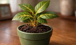 Altın artık dallardan toplanacak! Bu bitkiler saf altın üretiyor