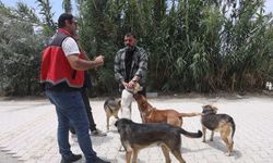 Adana’da 2025’te Binlerce Kedi ve Köpeğe Mikroçip Takıldı