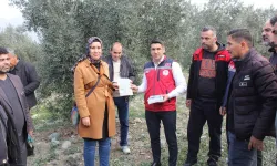 Düziçi’nde Zeytin Üreticilerine Uygulamalı Budama Eğitimi