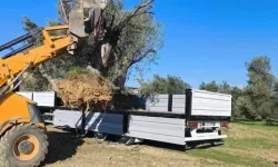 Gömeç’te Zeytin Ağaçları İçin Uyarı İzinsiz Söküm ve Taşımaya Ceza