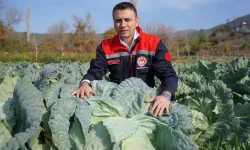 Hasanbeyli’de Ata Tohumuyla Yetiştirilen Lahanalarda Bereketli Hasat