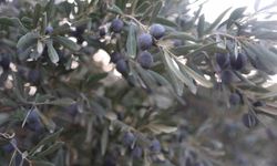 Zeytin mi, Kömbe mi, Turşu mu? Osmaniye’de Evlerin Baştacı Belli Oldu!
