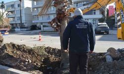 HBB’den İskenderun sahiline modern dokunuş: Palmiyelerle estetik yenilenme