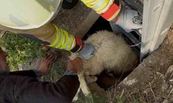 Hatay’da Kuyuya Düşen Koyunu İtfaiye Ekipleri Kurtardı
