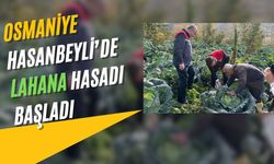 Osmaniye Hasanbeyli’de lahana hasadı başladı