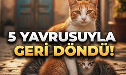 Osmaniye’de 5 yavrulu anne kedi mahallenin gönlünü fethetti