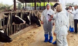 Osmaniye’de hayvan sağlığı için yoğun mesai: Denetim ve eğitimler sürüyor