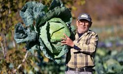 Osmaniye'de hobi olarak ekti! Şimdi siparişlere yetişemiyor