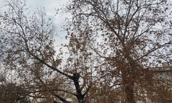 Osmaniye’de Kış Kendini Gösterdi: Ağaçlar Son Yapraklarını Döküyor