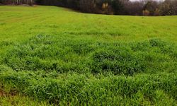 Osmaniye'de ucuza arsa fırsatı: Devlet dairesi bu rakama 2 arsa satacak