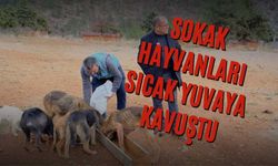 Sokak hayvanları sıcak yuvaya kavuştu