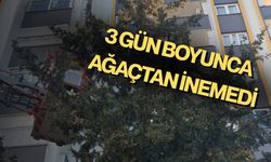 Köpekten kaçan kedi 3 gün ağaçta mahsur kaldı, itfaiye kurtardı