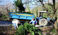 Tüm köy geçimini bu ottan sağlıyor! Kilosu 25 TL'den satılıyor