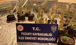 Villada Kenevir Yetiştiren Torbacı Sevgililer Yakalandı