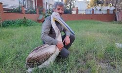 Adana’da yaralı pelikanla görevli arasında yürek ısıtan dostluk
