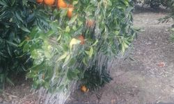 Adana’da Portakal Ağaçları Buz Tuttu: Çiftçi Don Tehlikesiyle Karşı Karşıya