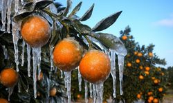 Adana’da Zirai Don Uyarısı: Gece Sıcaklıkları Eksi Derecelere Düşecek