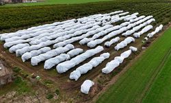 Çukurova çiftçisinden don önlemi 15 dönüm limon bahçesi fileyle kaplandı