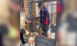 Demir korkuluklara sıkışan köpeği itfaiye ekipleri kurtardı