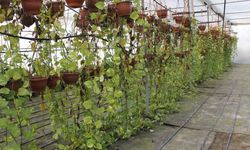 Düziçi’nde Dev Yatırım: 4 Dönümlük Alanda Hayran Bırakan Görüntüler!