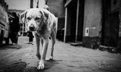 Tarsus’ta köpek saldırısı: 3 yaşındaki çocuk ağır yaralandı