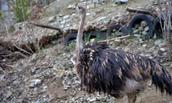 Osmaniye’de Deve Kuşu Yetiştiriciliğine İlginç Başlangıç