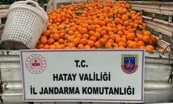 Portakal çalarken suçüstü yakalandılar: 5 kişi gözaltına alındı