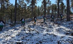 Saimbeyli’de karaçam ormanları doğal yöntemlerle yenileniyor