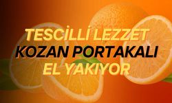 Tescilli Kozan Portakalında Hasat Başladı: Kilosu 10 TL'den Alıcı Buluyor