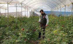 Adana’da sevgililerin gülleri dalında kurudu