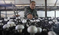 Ahırda Başladı, 3 Çadırla Büyüdü