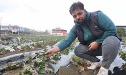 Çilek bahçesi selle su altında kaldı