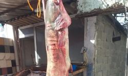 Düziçi’nde 2 metrelik dev yayın balığı görenleri şaşırttı