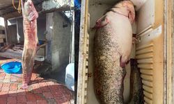 Kilosu 500 TL Ama Kapış Kapış Gidiyor! Osmaniye'de Ağlara Öyle Bir Şey Takıldı Ki...