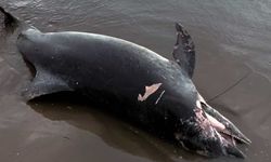 Ölü yunus sahile vurdu
