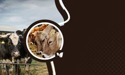 Osmaniye’de Besicilere Kritik İthalat Uyarısı: Başvuru Şartları Değişti