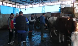 Osmaniye’de 2026 Şap Hastalığı Mücadele Programı Kapsamında Sero-Surveyans Çalışmaları Başlatıldı