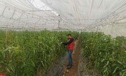 Osmaniyeli Üreticiler Dikkat! Yağış Sonrası Hastalık Riski Kapıda