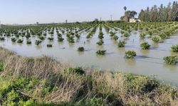 Seyhan Barajı’ndan su tahliyesi sürüyor Tarlalar su altında kaldı