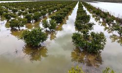 Çukurova’da sağanak tarımı vurdu Tarlalar sular altında